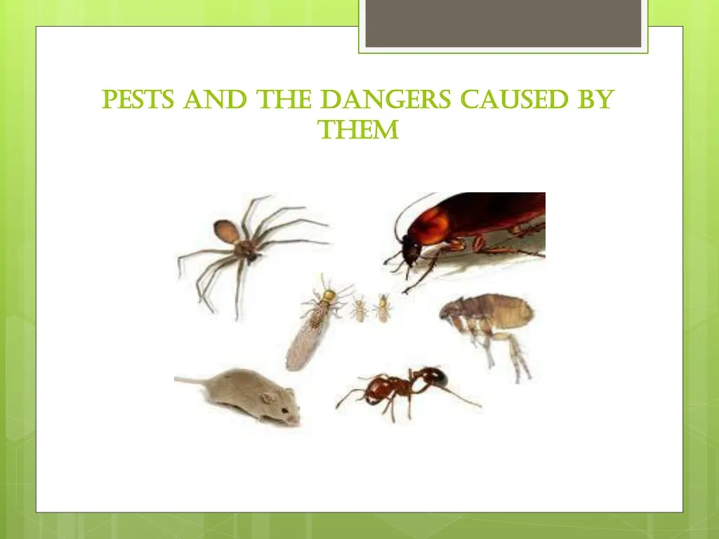 pests and the dangers caused by them