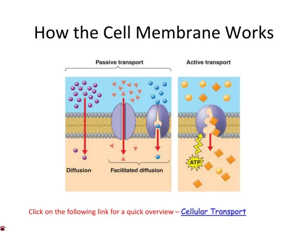 How the Cell Membrane Works