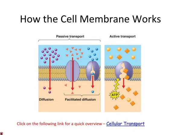 how the cell membrane works