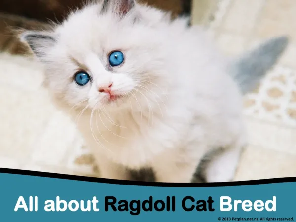 All about Ragdoll Cat Breed