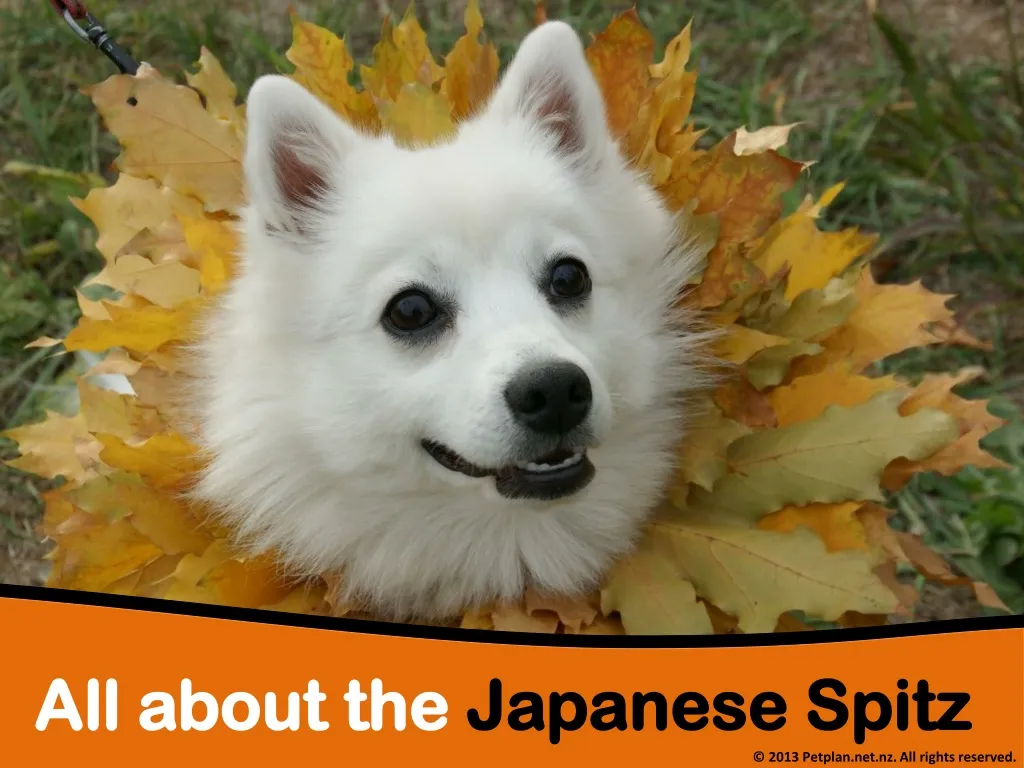 all about the japanese spitz