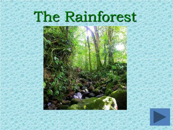 the rainforest