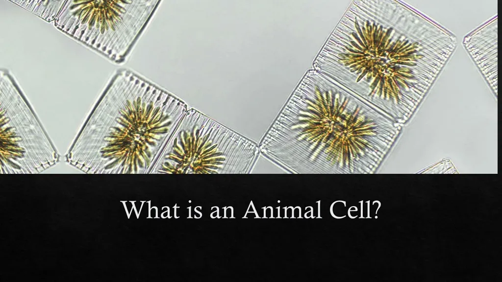 what is an animal cell