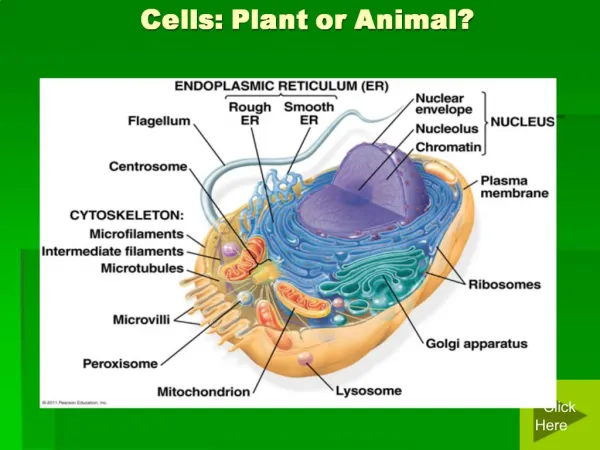 Cells: Plant or Animal