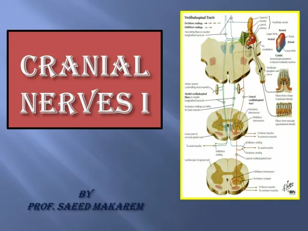 Cranial Nerves I By Prof. Saeed Makarem