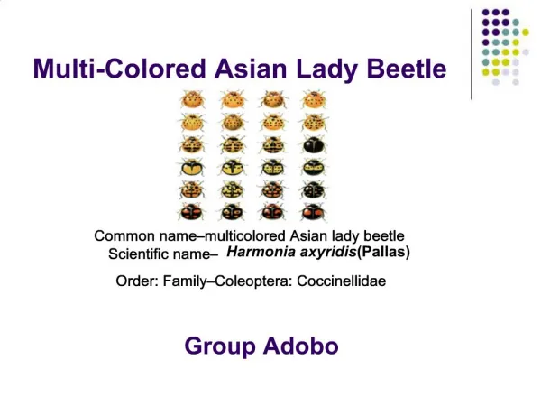 Multi-Colored Asian Lady Beetle