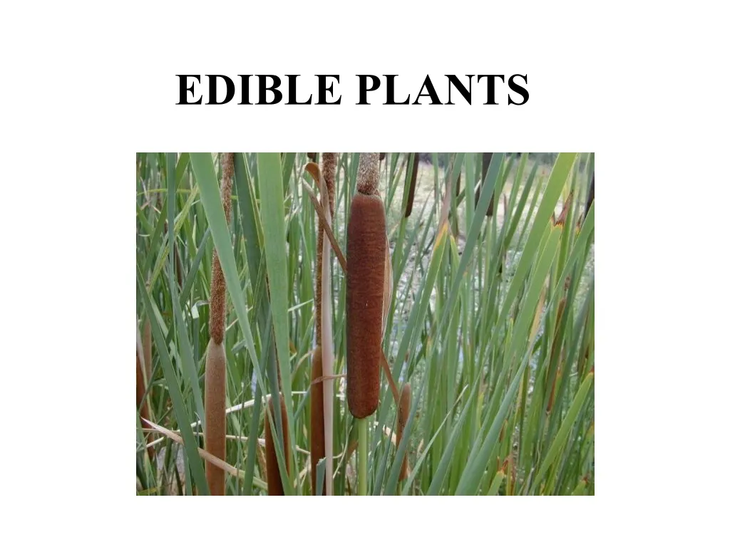 edible plants