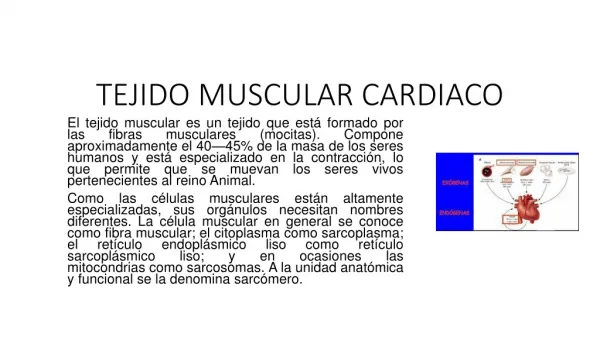 tejido muscular cardiaco