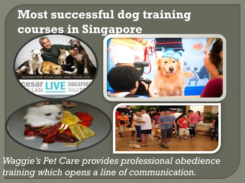 most successful dog training courses in singapore