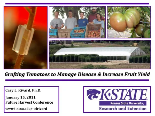 Grafting Tomatoes to Manage Disease Increase Fruit Yield