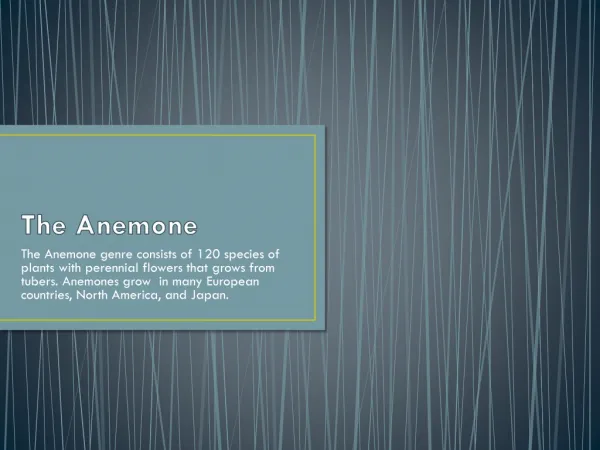 The Anemone