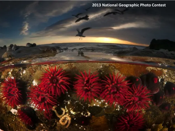 2013 National Geographic Photo Contest