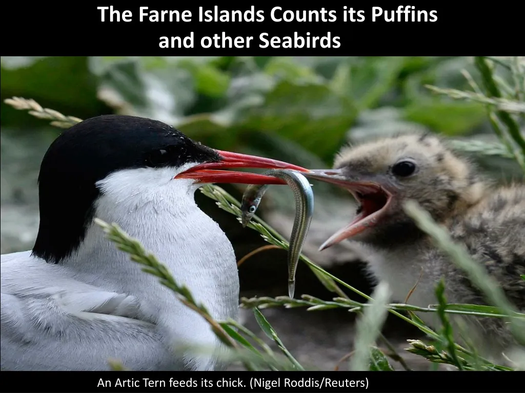the farne islands counts its puffins