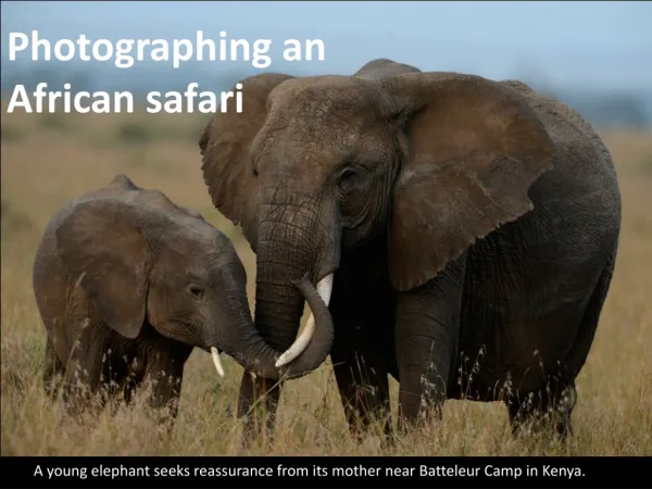 Photographing an African safari