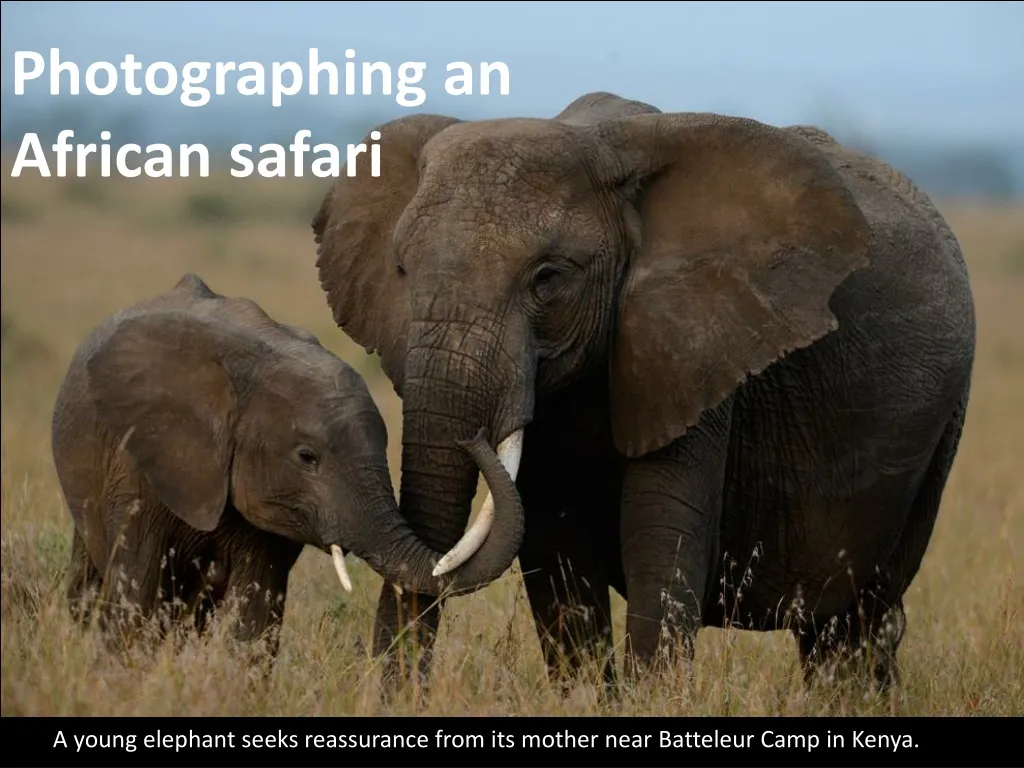 photographing an african safari