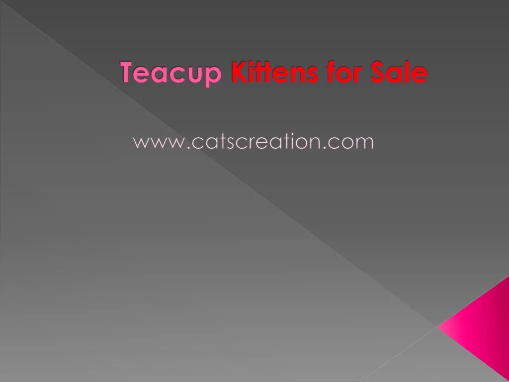 teacup kittens for sale