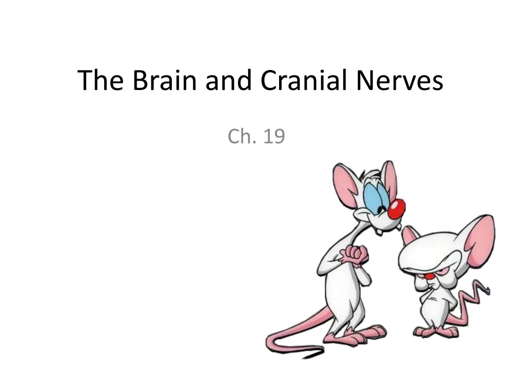 the brain and cranial nerves