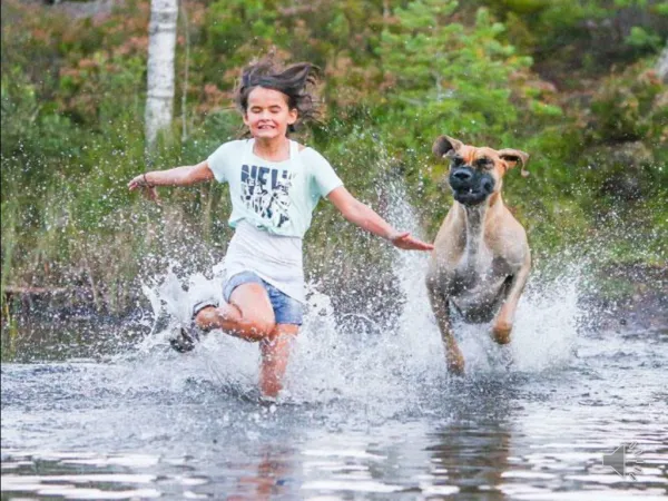 Dog Photographer of the Year 2013