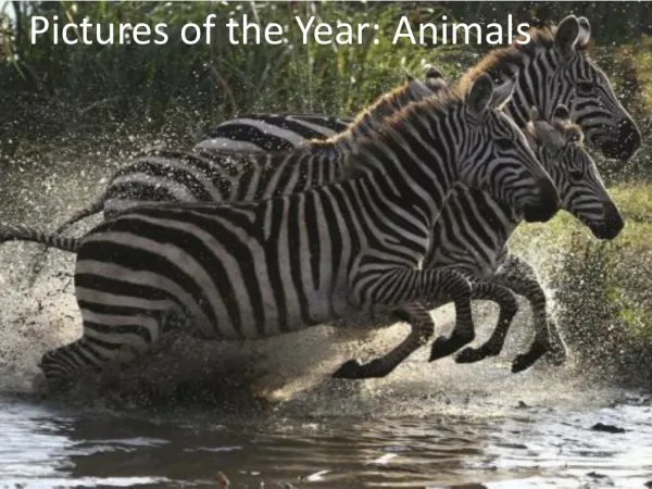 Pictures of the Year: Animals