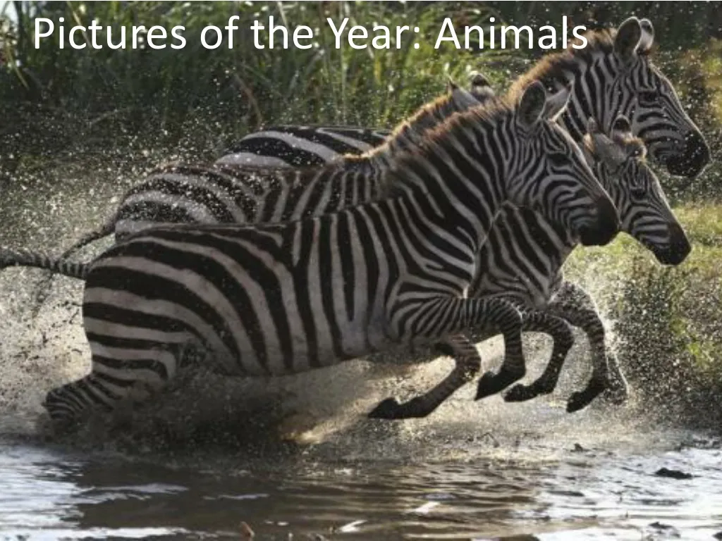 pictures of the year animals