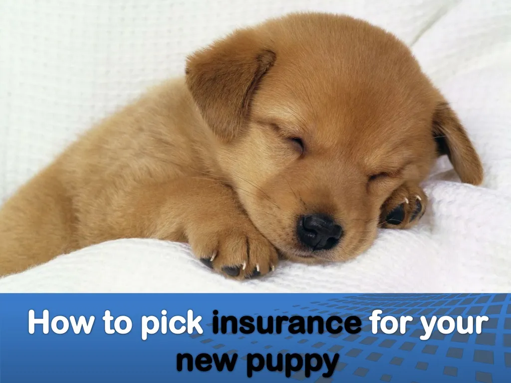 how to pick insurance for your new puppy