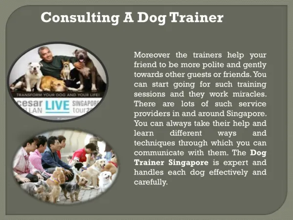 Consulting A best Dog Trainer