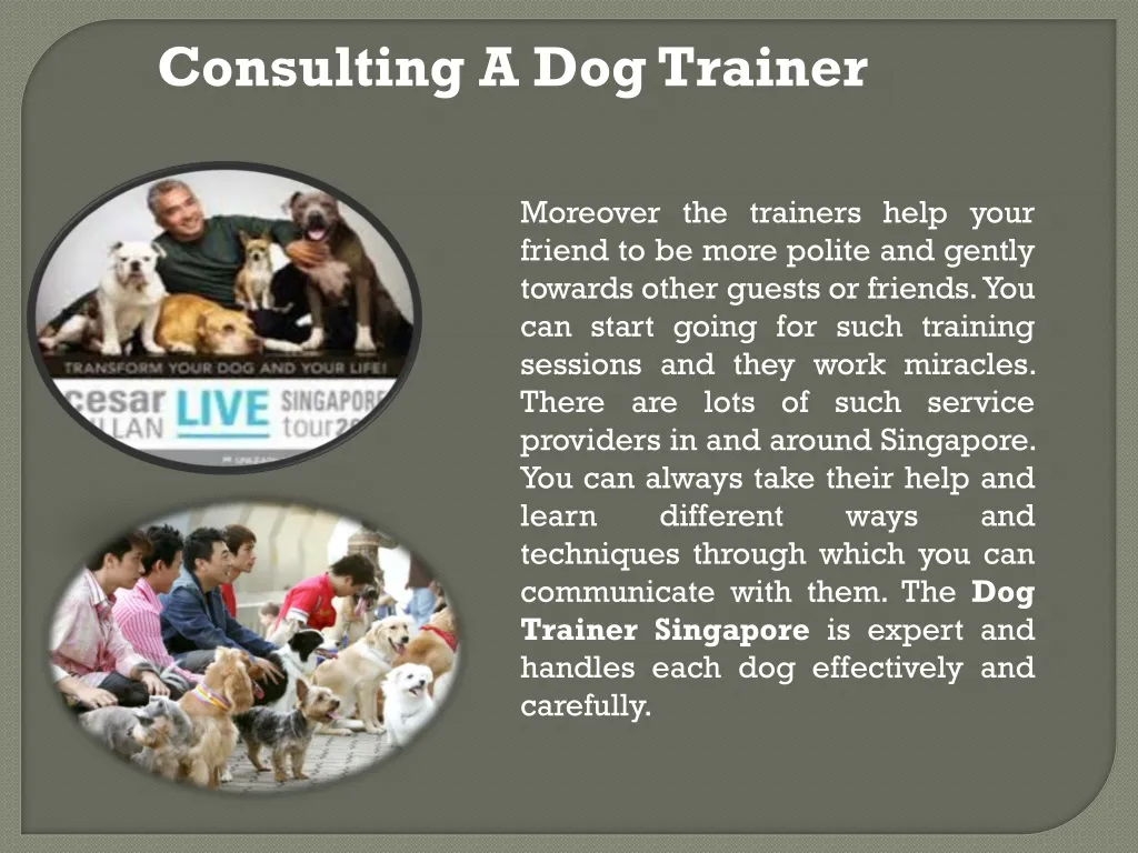 consulting a dog trainer