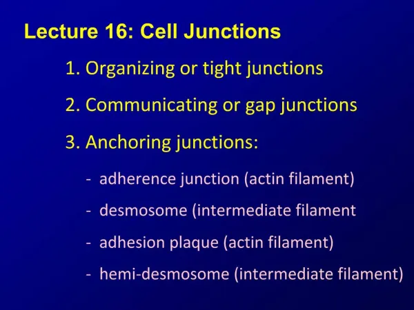 Lecture 16: Cell Junctions 1. Organizing or tight junctions 2. Communicating or gap junctions 3. Anchoring junctions: