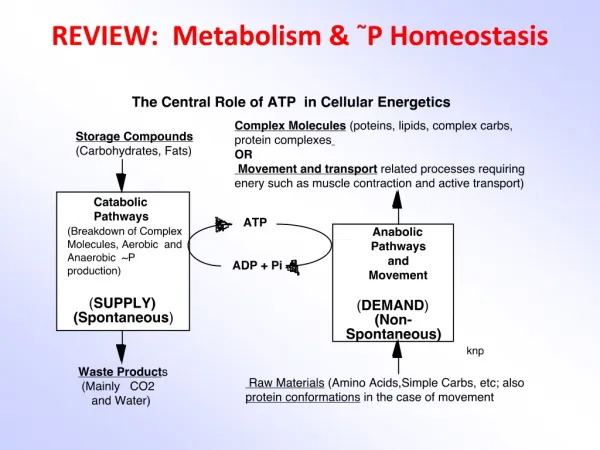 REVIEW: Metabolism &amp; ~ P Homeostasis