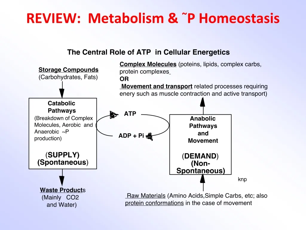 review metabolism p homeostasis