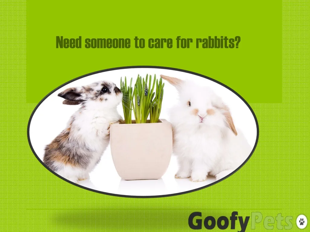 need someone to care for rabbits