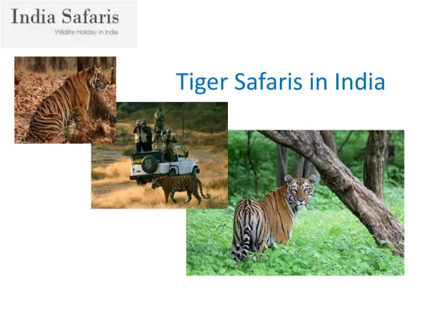 tiger safaris in india