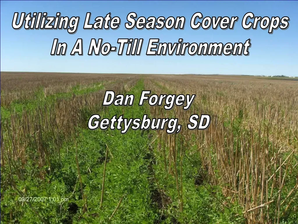 utilizing late season cover crops in a no till