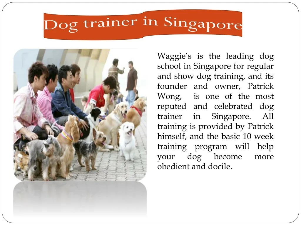 dog trainer in singapore