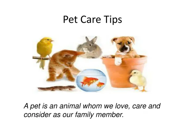 pet care tips