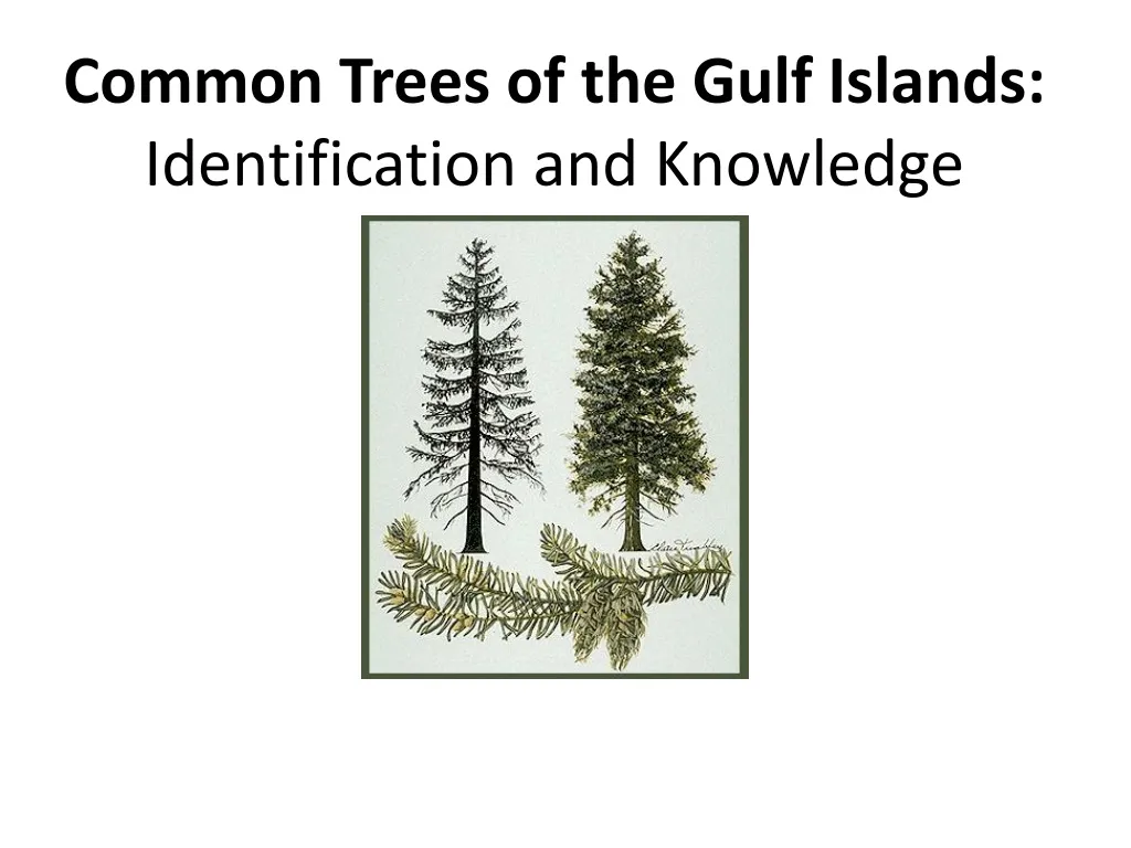 common trees of the gulf islands identification