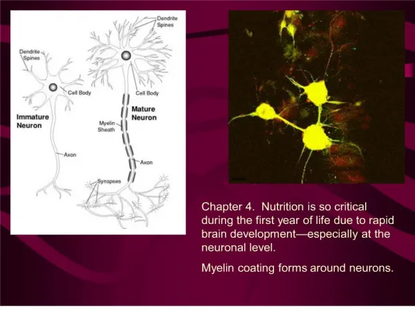 chapter 4. nutrition is so critical during the first year of life due to rapid brain development especially at the neur