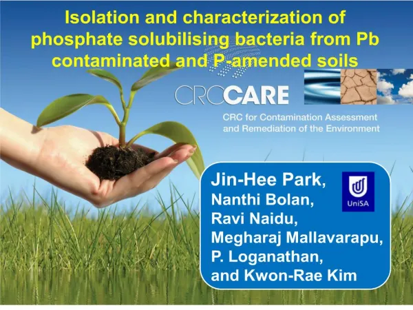 isolation and characterization of phosphate solubilising bacteria from pb contaminated and p-amended soils