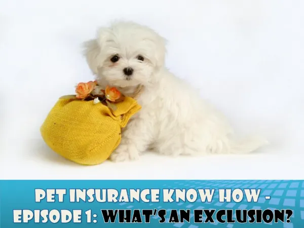 Pet Insurance Know How - Episode 1 What’s an exclusion