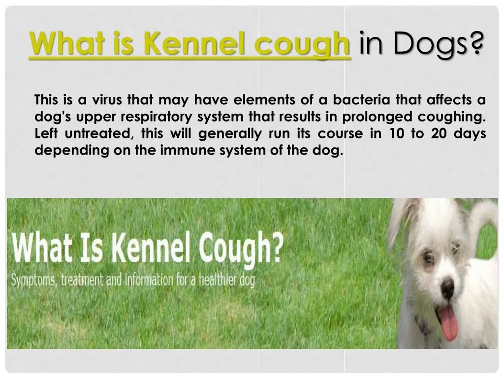 what is kennel cough in dogs