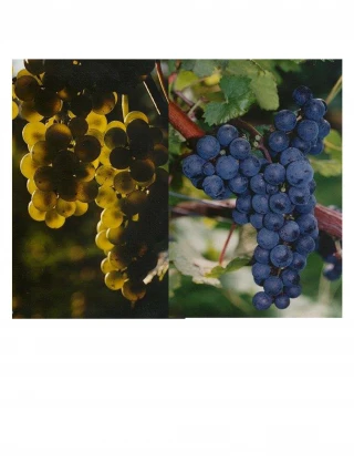 NOBLE ROT Botrytis cinerea - slide 1