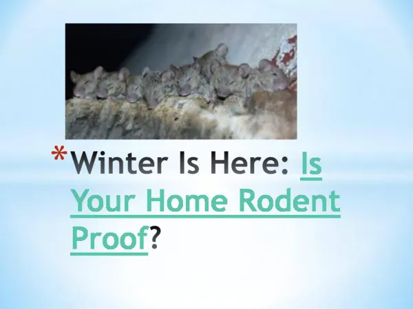 Winter is Here – Is Your Home Rodent Proof?