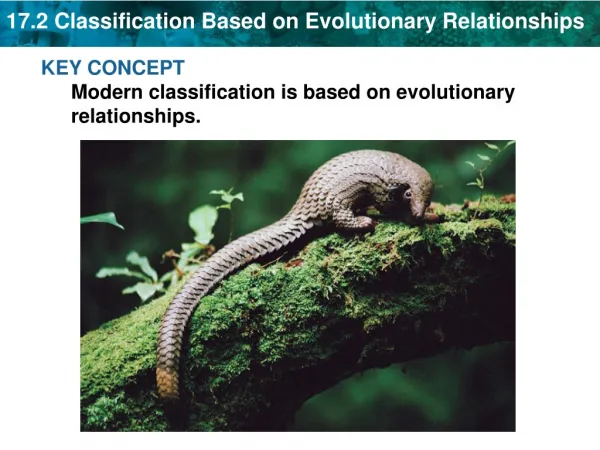 KEY CONCEPT Modern classification is based on evolutionary relationships.