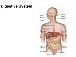 Digestive System - slide 1