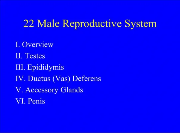 22 male reproductive system