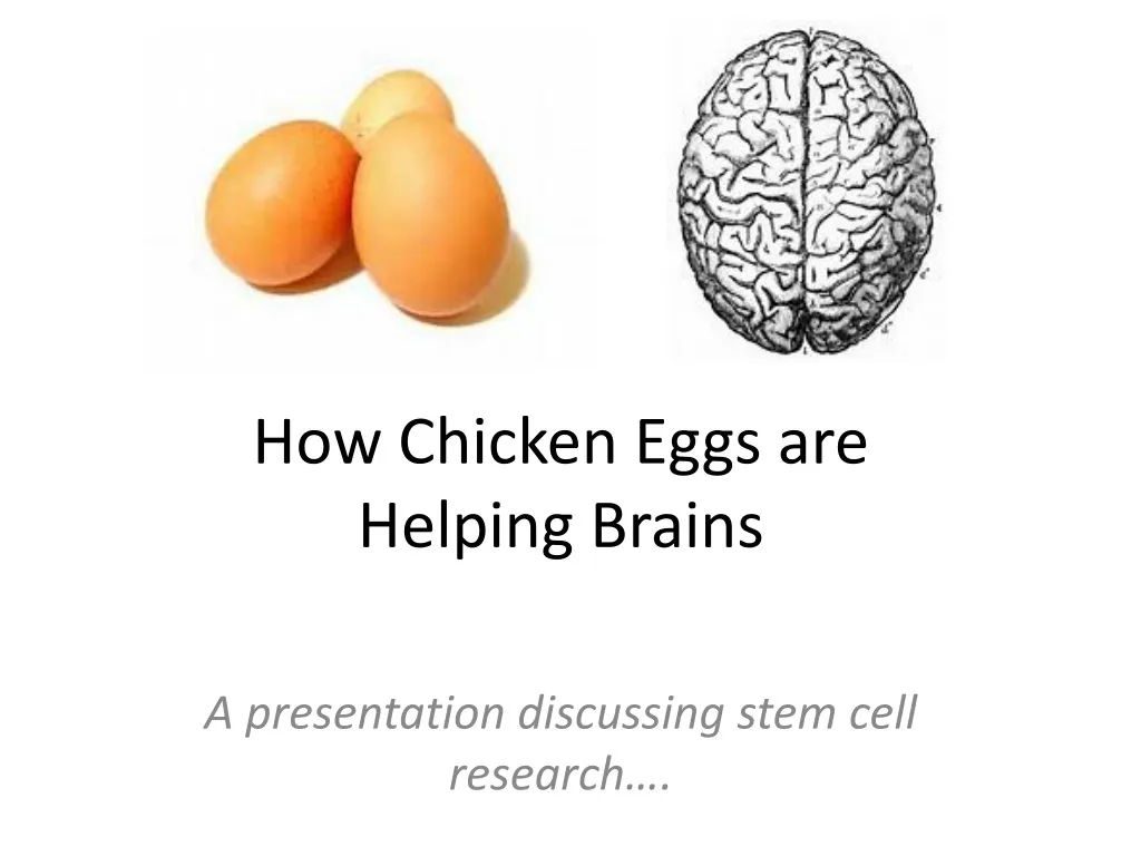 how chicken eggs are helping brains