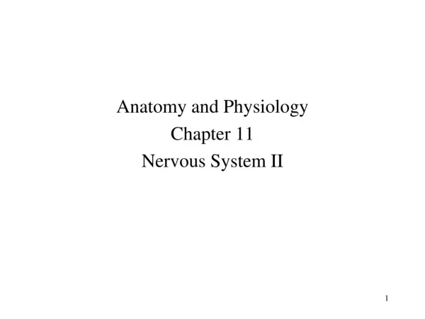 Anatomy and Physiology Chapter 11 Nervous System II