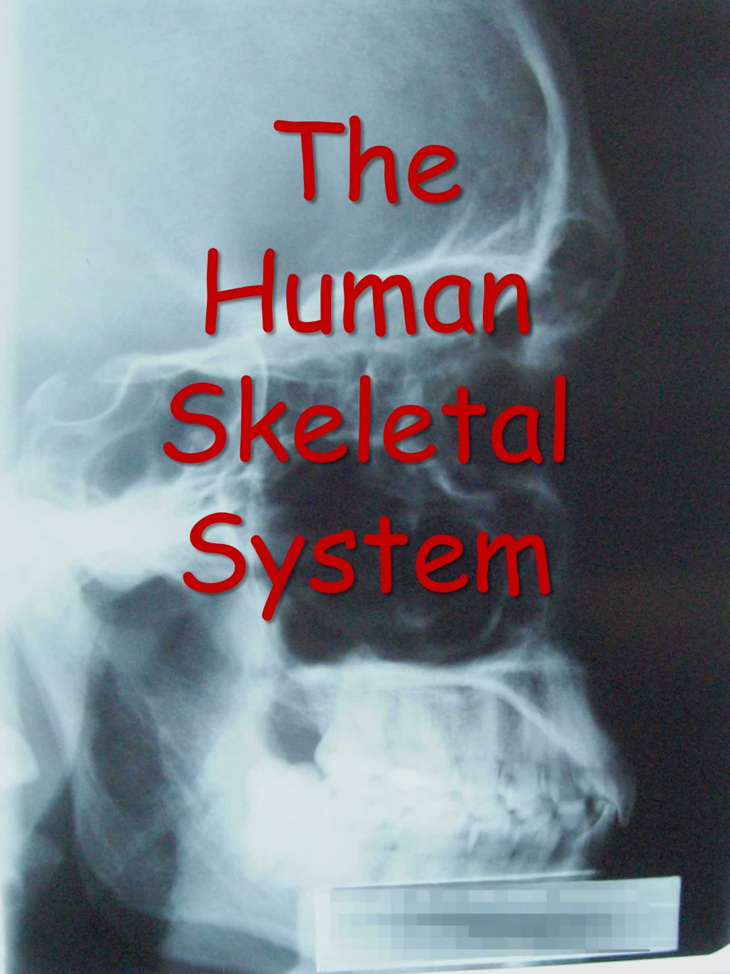 PPT - The Human Skeletal System PowerPoint Presentation, free download ...