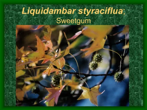 Liquidambar styraciflua; Sweetgum