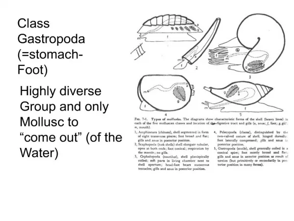 class gastropoda stomach- foot